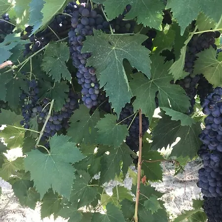 Alojamento de Acomodação e Pequeno-almoço Cerquatonda *