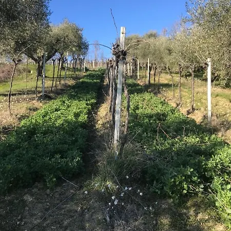 Cerquatonda Alojamento de Acomodação e Pequeno-almoço