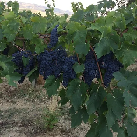 Cerquatonda * Montalto delle Marche