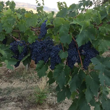 Cerquatonda * Montalto delle Marche