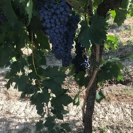 Cerquatonda * Montalto delle Marche