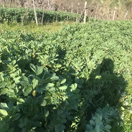 Alojamento de Acomodação e Pequeno-almoço Cerquatonda Montalto delle Marche