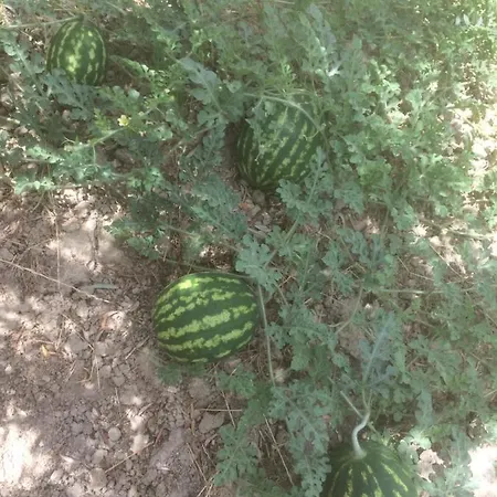 Cerquatonda Alojamento de Acomodação e Pequeno-almoço Montalto delle Marche