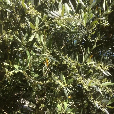 Alojamento de Acomodação e Pequeno-almoço Cerquatonda Montalto delle Marche