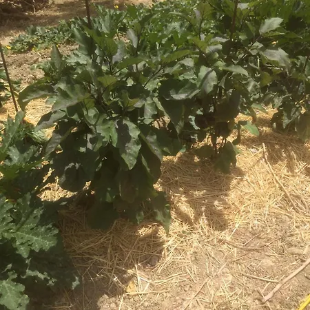 Cerquatonda * Montalto delle Marche