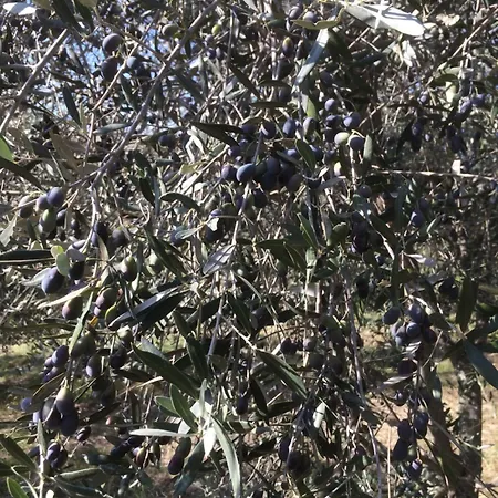 Cerquatonda Alojamento de Acomodação e Pequeno-almoço