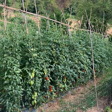 Cerquatonda Montalto delle Marche
