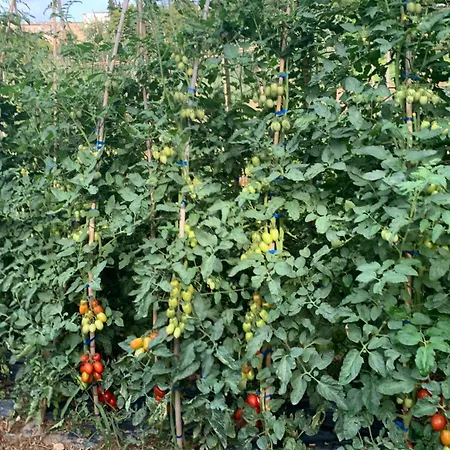 Alojamento de Acomodação e Pequeno-almoço Cerquatonda *